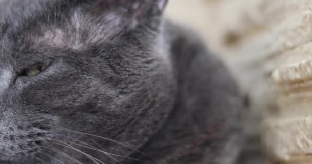 Gözleri Açık Gri Kedi Şöminenin Yanında Yatıyor — Stok video