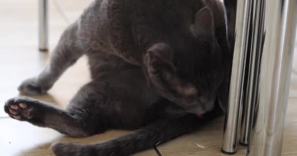 Katze Wäscht Sich Auf Dem Küchenboden — Stockvideo