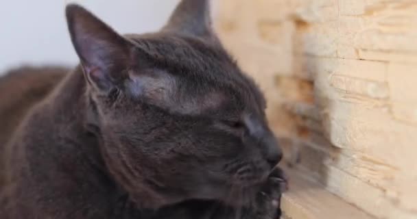 Burmesische Katze Blickt Den Kamin Und Wendet Sich — Stockvideo