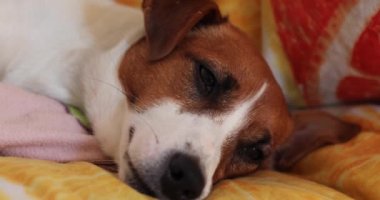 Jack Russell Terrier kanepede yatıyor.