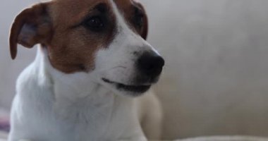 Jack Russell Terrier kanepede yatıyor.