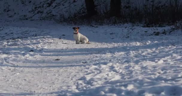 Джек Російський Тер Сидить Снігу Наказує Мені — стокове відео