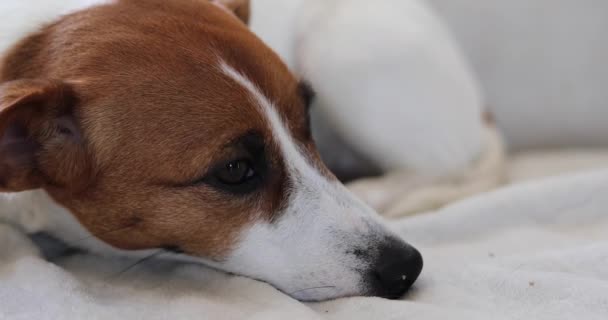 Jack Russell Terrier Fekszik Kanapén — Stock videók