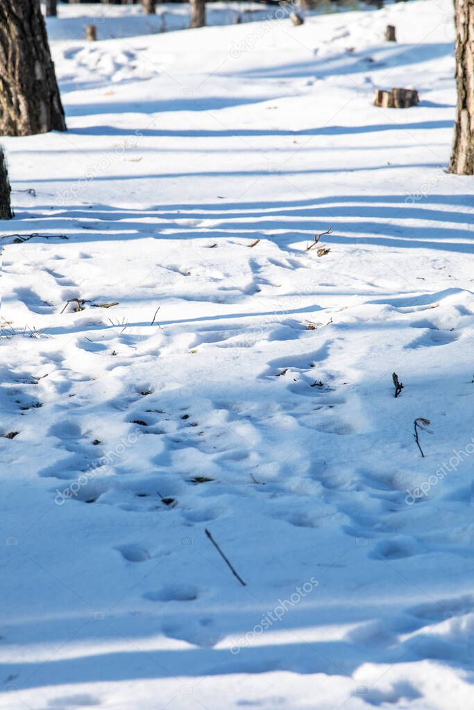 animal footprints in the snow in a winter forest on a sunny day