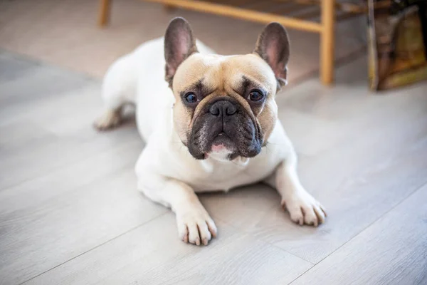 Fransız bulldog yerde yatar ve komutları dinler, yatay