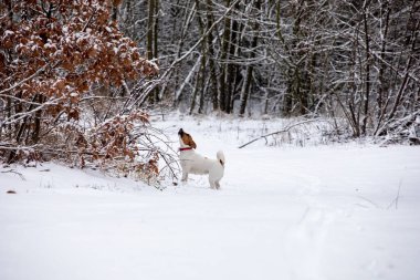 Jack Russell Terrier kış ormanında canavarın izini buldu, yatay olarak.