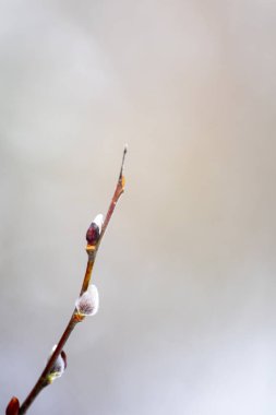 branch of a blossoming pussy-willow on a blurred background, early spring