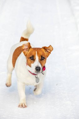 Jack Russell Terrier patikadaki kış ormanında koşuyor.,