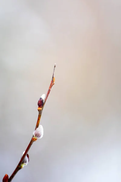 Branch Blossoming Pussy Willow Blurred Background Early Spring — Zdjęcie stockowe