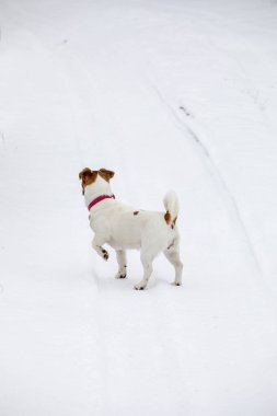 Jack Russell Terrier kış ormanında dikey yolda.