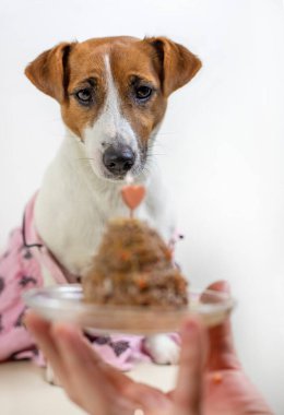 Pembe elbiseli Jack Russell Terrier uçan daireden bir ezmeye bakıyor.