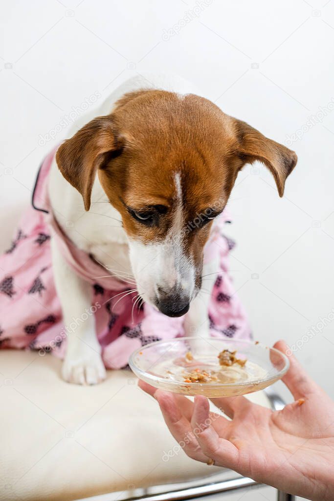 Jack Russell Terrier in a pink dress looks at the remnants of the pate