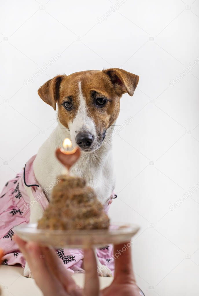Jack Russell Terrier in a pink dress looks at a pate with a candle, vertical