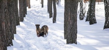 İki köpek yavrusu, çam ağaçlarının arasında, yatay bir şekilde avlarının yanında otururlar.