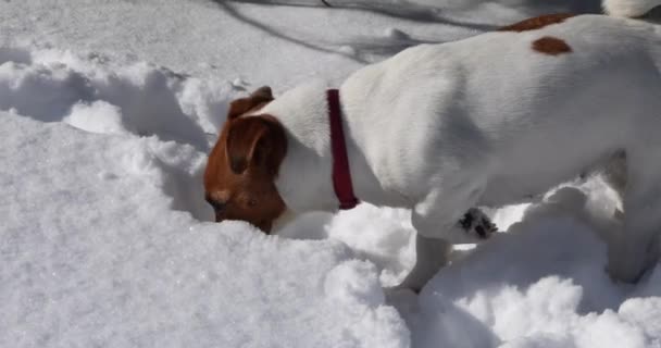 Jack Russell Terrier Encontró Rastro Bestia — Vídeo de stock