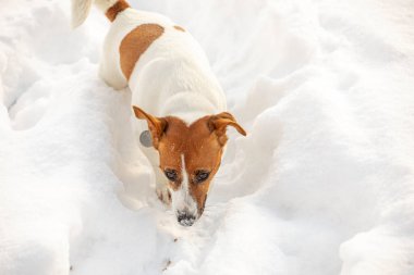 Jack Russell Terrier karlı ormanda canavarın izini arıyor.,