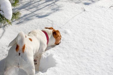 Jack Russell Terrier ormandaki bir kar yığınında hayvanın izini arıyor.