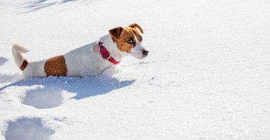 Jack Russell Terrier 'in karlı havada avlanması ormanda yatay sürükleniyor.,