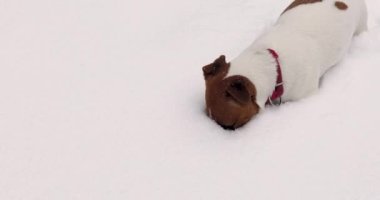 Jack Russell Terrier ormanda derin karda koşuyor.