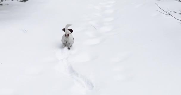 雪の中のジャック ラッセル テリア森の中の獣を見る漂流物 — ストック動画