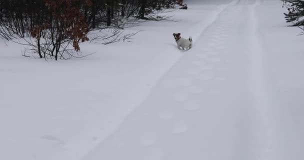 Jack Russell Terrier Dans Neige Dérive Voir Bête Dans Forêt — Video