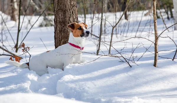 jack russell terrier hunting in snowdrifts near a tree in the forest, horizontal,