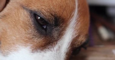 Jack Russell Terrier uykuya daldığında göz kırpıyor.