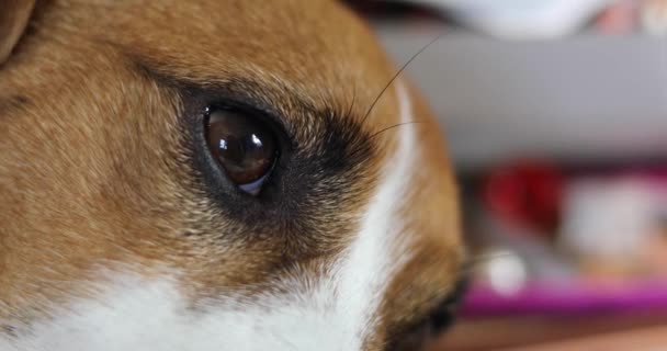 眠っている犬の目 ジャック ラッセル テリア — ストック動画
