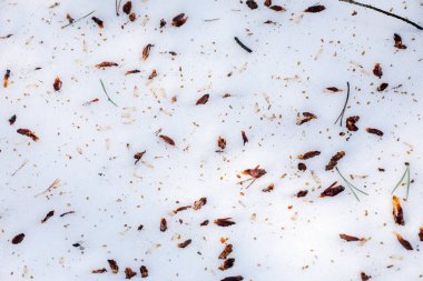 Islak kar ve arka planda kuşların ve hayvanların peşinde koni tohumları