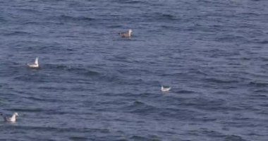 Vahşi martılar denizde dalgalarda yüzer.,