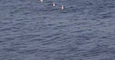 Bir martı sürüsü denizdeki dalgalarda yüzer.