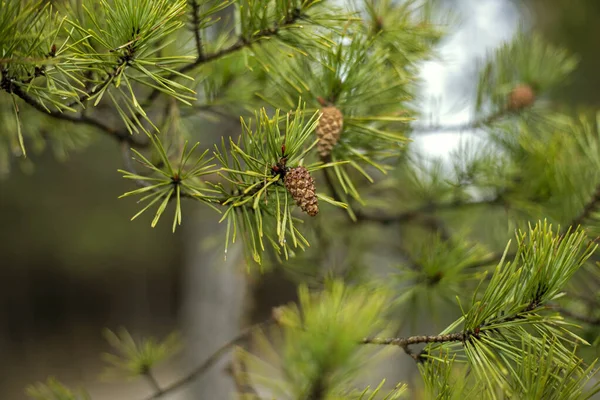 pine cones on a pine tree in the forest, natural background,