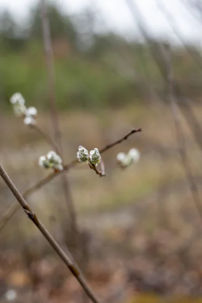 Blommande Pilkvistar Med Regndroppar Skogen Horizonta — Stockfoto