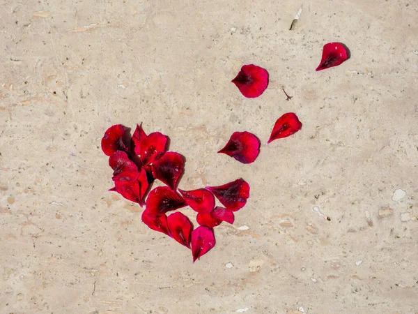Bir Çiçeğin Kırmızı Yaprakları Hafif Bir Sırtüstü Uzanan Kalp Şeklinde — Stok fotoğraf