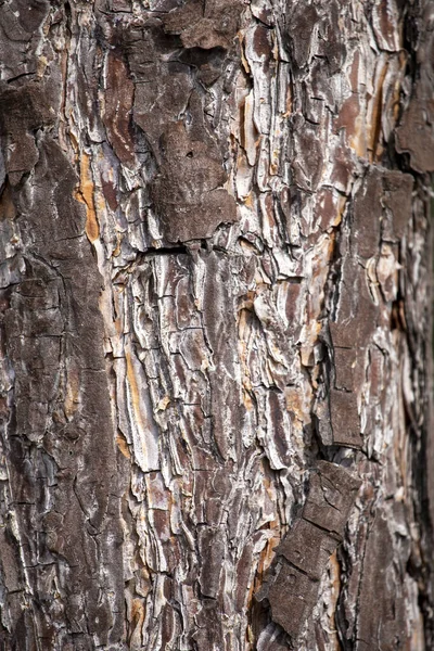 Bark Gammal Tall Närbild Solig Dag — Stockfoto