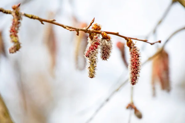 Blommande Kvist Suddig Bakgrund Skogen Horizonta — Stockfoto