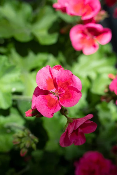 Rosafarbene Hortensienblüten Sonnenlicht — Stockfoto