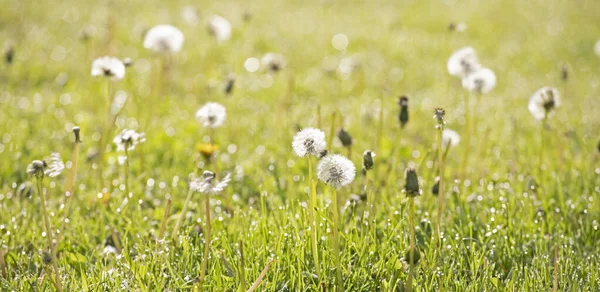 Morning Sunny Lawn Dandelions Dewdrops Horizontal — Stock Photo, Image