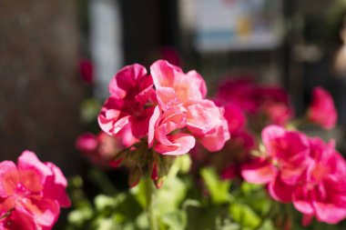 Pembe ortanca çiçekleri. Güneş tarafından aydınlatılan koyu arkaplan, yatay.