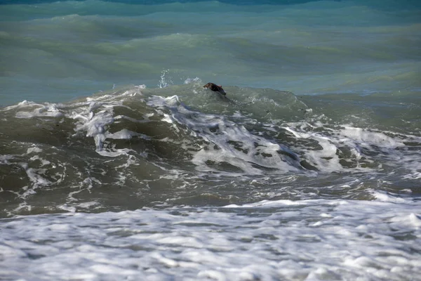 Große Wellen Mit Schaum Auf Dem Meer Küstennähe Ruhe Waagerecht — Stockfoto