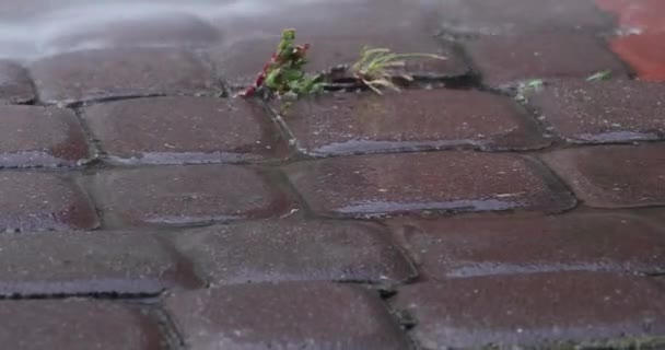 Zware Regenbui Stort Neer Kleine Planten Horizontaal Overstromingen — Stockvideo