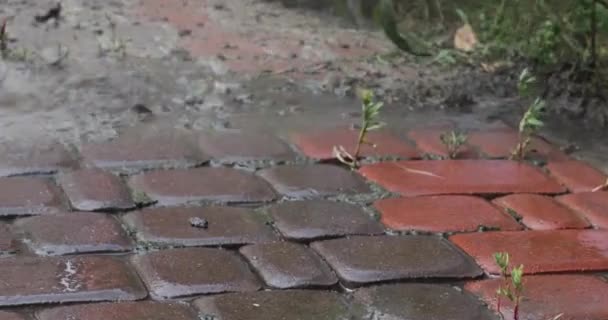 Lavar Suciedad Después Una Fuerte Inundación Los Caminos Del Jardín — Vídeos de Stock