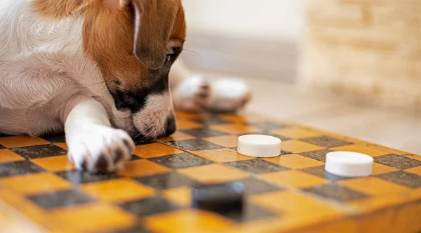 可爱的小狗杰克 罗斯塞尔的小狗躺在棋盘上 目不转睛地看着棋子打转 — 图库照片