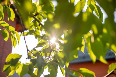 Kiraz yaprakları yatay biçimli bulanık yeşil soyut doğal arkaplan
