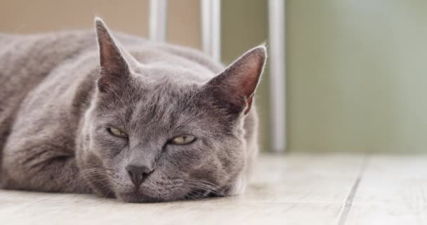 Birmano Gatto Blu Caccia Topo Trova Una Piastrella Cucina — Video Stock