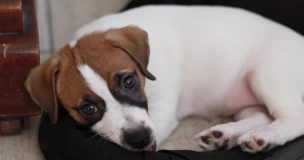 Schattig Puppy Jack Russell Terrier Knaagt Zwarte Riem Tas — Stockvideo