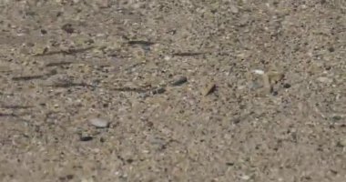 Küçük balık sürüsü denizde sığ sularda yüzüyor.