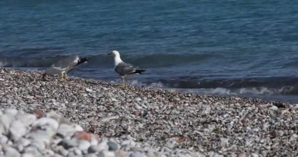 Dos Gaviotas Una Playa Cerca Del Mar Comparten Pescado Capturado — Vídeos de Stock