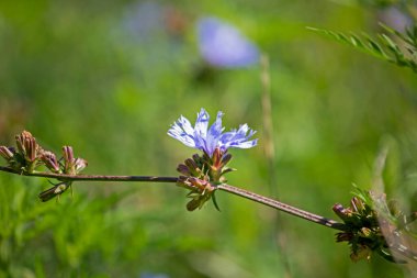 Bulanık mavi iki hindiba çiçeği güneşli bir günde bir çayırda, yatay