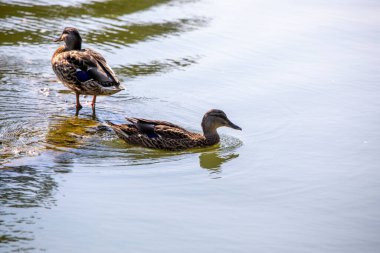 Sabah iki Drake Ördeği bir göldeki köprüde, Ufuk 'ta